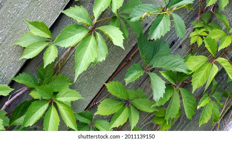 green leaves of grapes on the background of a wooden fence