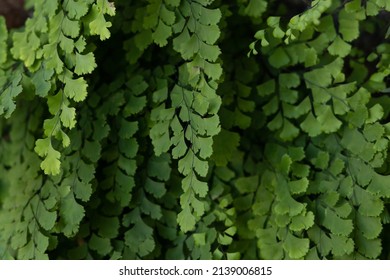 Green Leaves Hanging Together Forming Beautiful Stock Photo 2139006815 ...