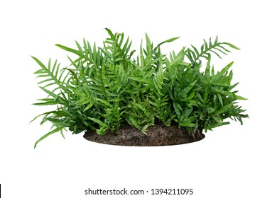 Green Leaves Hawaiian Laua'e Fern Or Wart Fern Tropical Foliage Plant Bush On Ground With Dead Plants Humus Isolated On White Background, Clipping Path Included.