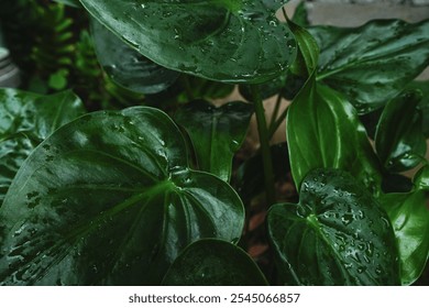 Green leaves heart shape with water drops texture green background - Powered by Shutterstock