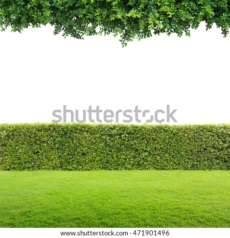 Green leaves and Green hedge isolated.