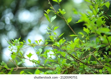 The Green Leaves Of The Henna Tree
