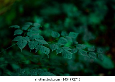 Green leaves of a hibiscus  - Shutterstock ID 1454992745
