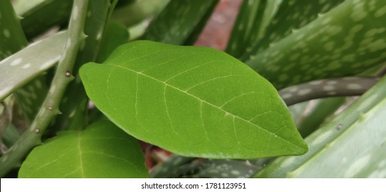 Green Leaves High Definition Picture