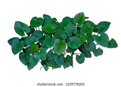 Green leaves of Homalomena plant (Homalomena Rubescens) the tropical foliage plant bush isolated on white background with clipping path. - Shutterstock ID 2239778203