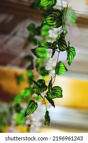 Green Leaves As Home Decoration. Perfect Light - Green Leaf Of Plant. Greenery Home Interior