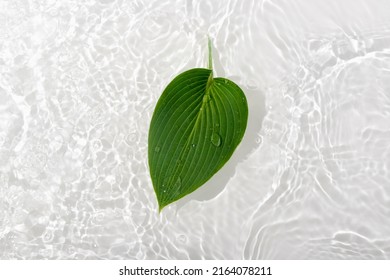 Green leaves hosts on blue water background close-up. White texture surface with rings and ripple. Flat lay, top view, copy space, composition with copy-space. - Shutterstock ID 2164078211