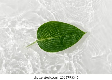 Green leaves hosts on blue water background close-up. White texture surface with rings and ripple. Flat lay, top view, copy space, composition with copy-space. - Powered by Shutterstock