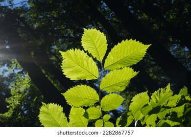 The green leaves are illuminated by the sun against the dark background of the forest. Young yellow-green leaves of hazel shrub backlit by sunlight. Natural background. Close-up, Dutch angle.  - Shutterstock ID 2282867757