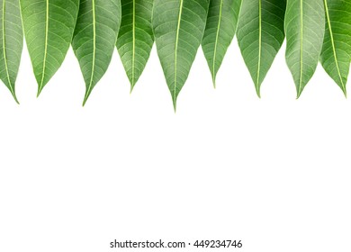 Similar Images Stock Photos Vectors Of Garland Of Mango Leaves