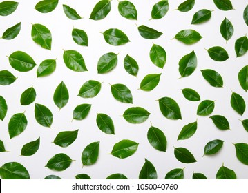 Green Leaves Isolated On White Background.