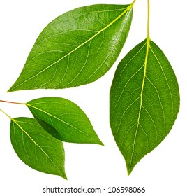 Green leaves isolated on white background - Powered by Shutterstock