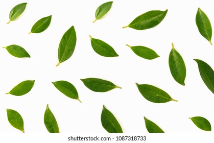 Green leaves isolated on white background. - Shutterstock ID 1087318733