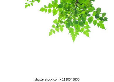 Green Leaves Isolated On White Background Stock Photo 1110543830 ...