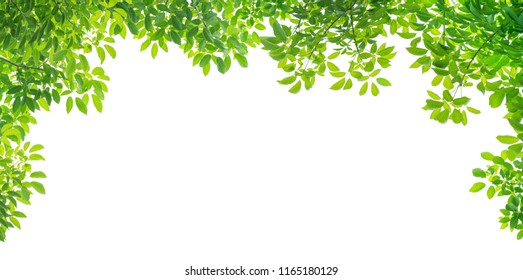 447,803 Foliage border Images, Stock Photos & Vectors | Shutterstock