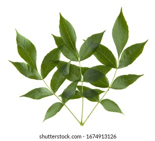 Branch with Leaves Images, Stock Photos & Vectors | Shutterstock