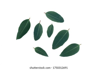green leaves isolated on white - Shutterstock ID 1750312691