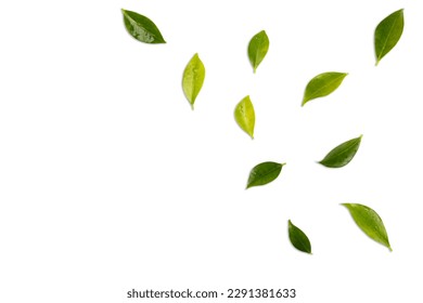 Green leaves isolated on white - Shutterstock ID 2291381633
