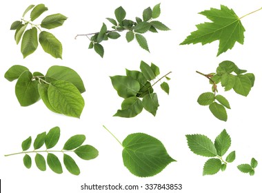 Green Leaves Isolated On White