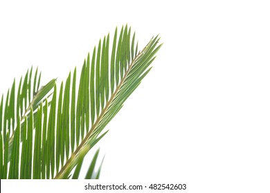 Green leaves isolated on white background - Shutterstock ID 482542603