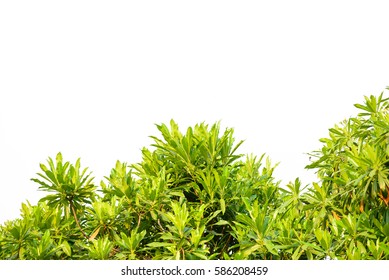 Green leaves isolated on white background - Shutterstock ID 586208459