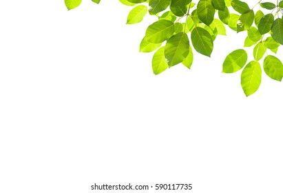 Green Leaves Isolated On White Background