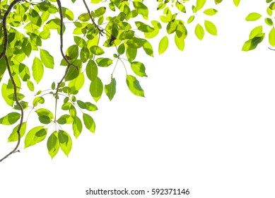 Image Leaf Hanging Top White Background Stock Photo (Edit Now) 1202107759