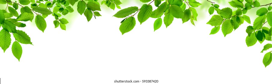 Green leaves isolated on white as an ornate panoramic nature border - Shutterstock ID 593387420