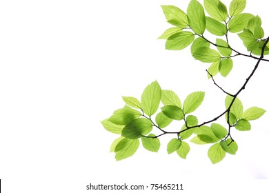 Green Leaves Isolated On White Background