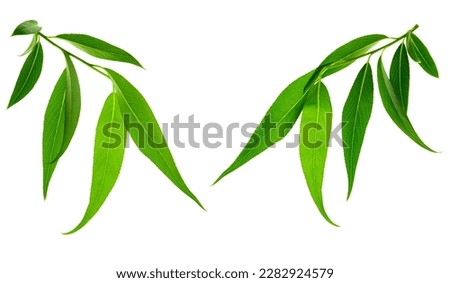 Green leaves isolated on white background. Young leaves of green trees . Willow. Spring. Green leaves close up. Beautiful Fresh Green Leaves.