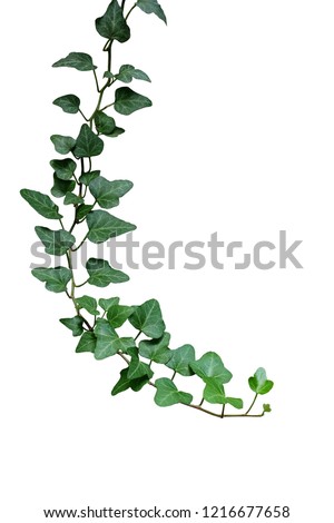 Green leaves ivy climbing vine plant, hanging branch of potted ivy indoor houseplant isolated on white background with clipping path.
