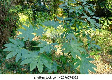 800 Japanese Aralia Images, Stock Photos & Vectors 