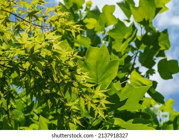Green leaves of the Japanese maple Acer Palmatum on blurred leaves of Tulip tree (Liriodendron tulipifera), called Tuliptree, American or Tulip Poplar on background. Close-up. Selective focus.