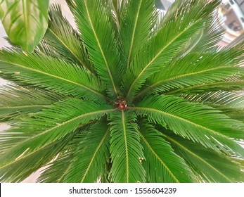 1000 Gymnosperm Stock Images Photos Vectors Shutterstock