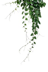 Green Leaves Javanese Treebine Or Grape Ivy (Cissus Spp.) Jungle Vine Hanging Ivy Plant Bush Isolated On White Background With Clipping Path.