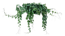 Green Leaves Javanese Treebine Or Grape Ivy (Cissus Spp.) Jungle Vine Hanging Ivy Plant Bush Isolated On White Background With Clipping Path.