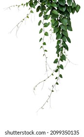 Green leaves Javanese treebine or Grape ivy (Cissus spp.) jungle vine hanging ivy plant bush isolated on white background with clipping path. - Shutterstock ID 2099350135