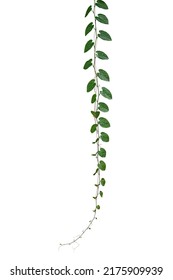 Green Leaves Javanese Treebine Or Grape Ivy (Cissus Spp.) Jungle Vine Hanging Ivy Plant Isolated On White Background With Clipping Path.