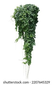 Green leaves Javanese treebine or Grape ivy (Cissus spp.) jungle vine bush hanging ivy plant isolated on white background with clipping path. - Shutterstock ID 2207645329