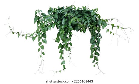 Green leaves Javanese treebine Grape ivy (Cissus spp ) jungle vine hanging ivy plant bush isolated white background and clipping path 
