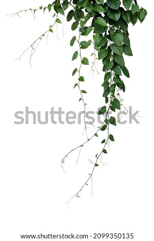 Green leaves Javanese treebine or Grape ivy (Cissus spp.) jungle vine hanging ivy plant bush isolated on white background with clipping path.