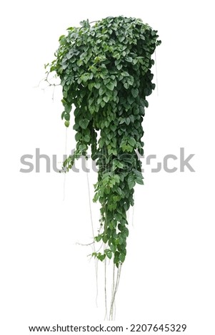 Green leaves Javanese treebine or Grape ivy (Cissus spp.) jungle vine bush hanging ivy plant isolated on white background with clipping path.