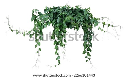 Green leaves Javanese treebine or Grape ivy (Cissus spp.) jungle vine hanging ivy plant bush isolated on white background with clipping path. Foto stock © 