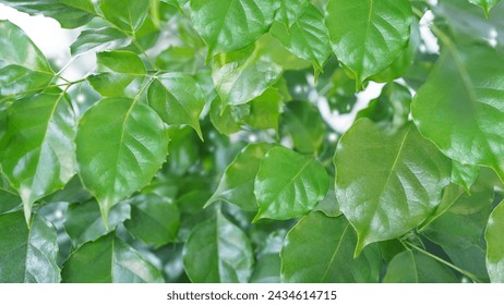 Green leaves, large leaves, close-up,Green leaves, large leaves, close-up, china doll, serpent tree, emerald tree. 