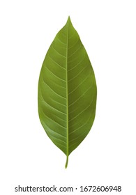 2,497 Sandalwood leaf Images, Stock Photos & Vectors | Shutterstock