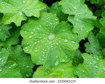 Green leaves with lotus effect and raindrops like shiny teardrops, closeup