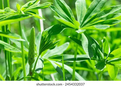 green leaves of Lupinus polyphyllus with soft sunlight in the garden, Large-leaved lupine, Vaste lupine, plant is a species of lupin, Nature floral background. green spring or summer background - Powered by Shutterstock