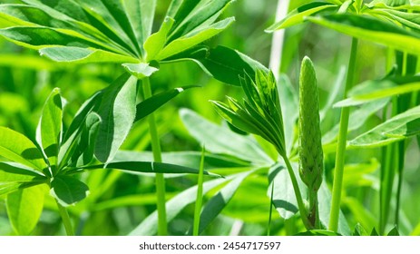 green leaves of Lupinus polyphyllus with soft sunlight in the garden, Large-leaved lupine, Vaste lupine, plant is a species of lupin, Nature floral background. green spring or summer background - Powered by Shutterstock