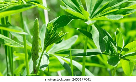 green leaves of Lupinus polyphyllus with soft sunlight in the garden, Large-leaved lupine, Vaste lupine, plant is a species of lupin, Nature floral background. green spring or summer background - Powered by Shutterstock