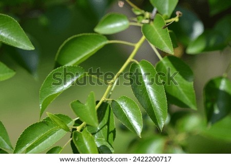 Green leaves of mahaleb cherry (Prunus mahaleb)